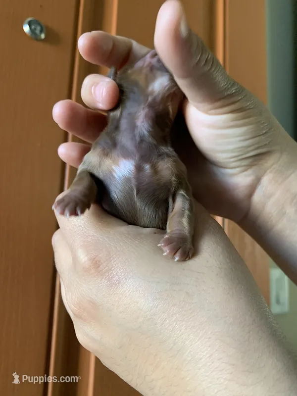 Chewy – Shih Tzu puppy for sale in San Jose, CA