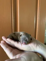 Chewy, a male Shih Tzu for sale in San Jose, CA – Photo 2 of 7