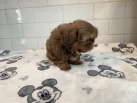 Chewy, a male Shih Tzu for sale in San Jose, CA – 4 of 9