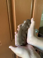 Chewy, a male Shih Tzu for sale in San Jose, CA – Photo 3 of 7