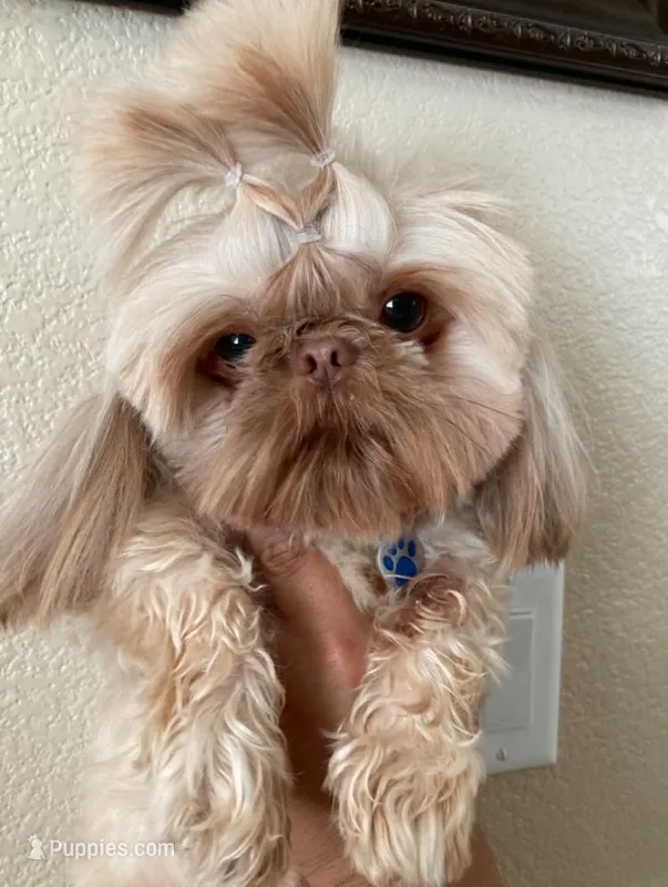 Chewy – Shih Tzu puppy for sale in San Jose, CA