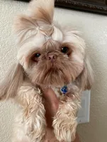 Chewy, a male Shih Tzu for sale in San Jose, CA – Photo 1 of 9