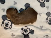 Chewy, a male Shih Tzu for sale in San Jose, CA – Photo 8 of 9