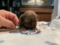 Chewy, a male Shih Tzu for sale in San Jose, CA – Photo 4 of 9