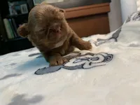 Chewy, a male Shih Tzu for sale in San Jose, CA – Photo 9 of 9