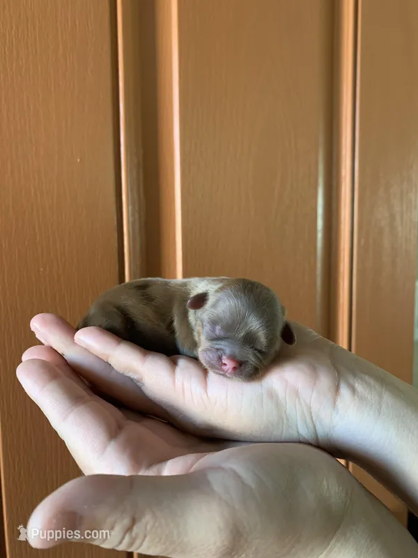 Chewy, a male Shih Tzu for sale in San Jose, CA – Photo 1 of 7