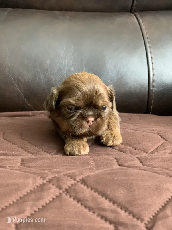 Chewy – Shih Tzu puppy for sale in San Jose, CA