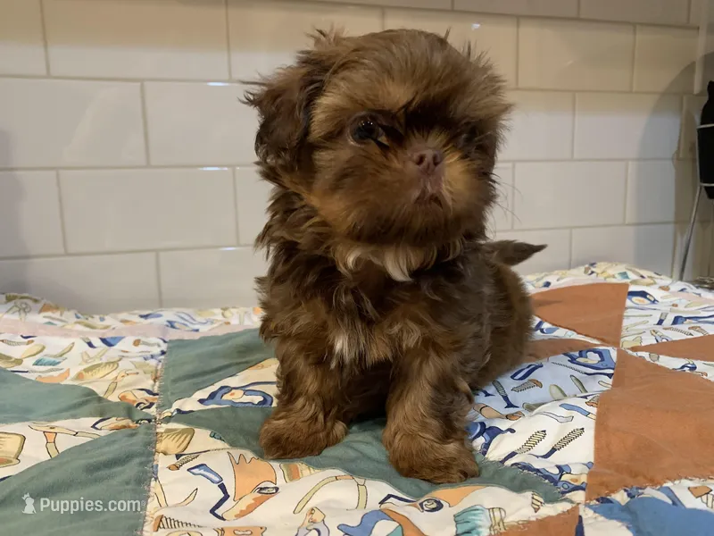 Chewy – Shih Tzu puppy for sale in San Jose, CA