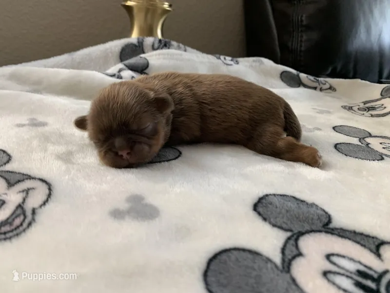 Chewy – Shih Tzu puppy for sale in San Jose, CA