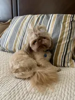 Chewy, a male Shih Tzu for sale in San Jose, CA – Photo 7 of 7