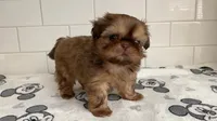 Willow , a female Shih Tzu for sale in San Jose, CA – 3 of 9