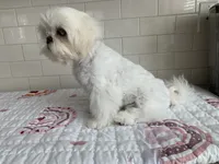 Tofu , a female Shih Tzu for sale in San Jose, CA – 5 of 10