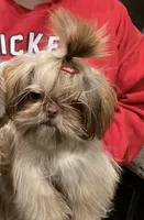 MoonPie , a female Shih Tzu for sale in San Jose, CA – Photo 3 of 5