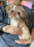 MoonPie , a female Shih Tzu for sale in San Jose, CA – Photo 2 of 5