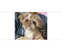 MoonPie , a female Shih Tzu for sale in San Jose, CA – Photo 1 of 5