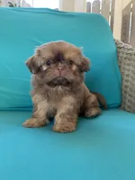 Imperial Jasper, a male Shih Tzu for sale in San Jose, CA – 5 of 10