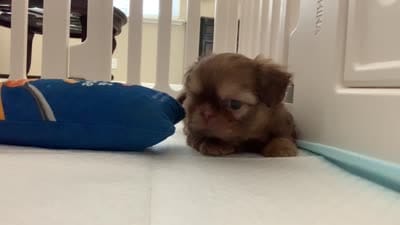 Jasper, a male Shih Tzu for sale in San Jose, CA – 3 of 8