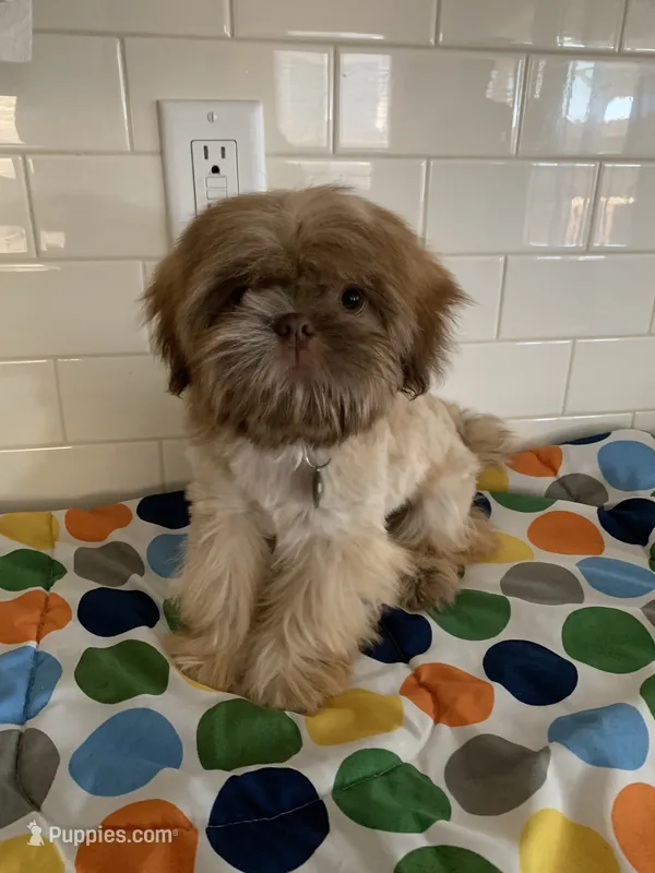 Amber – Shih Tzu puppy for sale in San Jose, CA