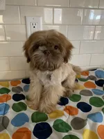 Amber, a female Shih Tzu for sale in San Jose, CA – 1 of 8