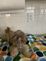 Amber, a female Shih Tzu for sale in San Jose, CA – 3 of 8