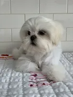 Tofu , a female Shih Tzu for sale in San Jose, CA – 10 of 10