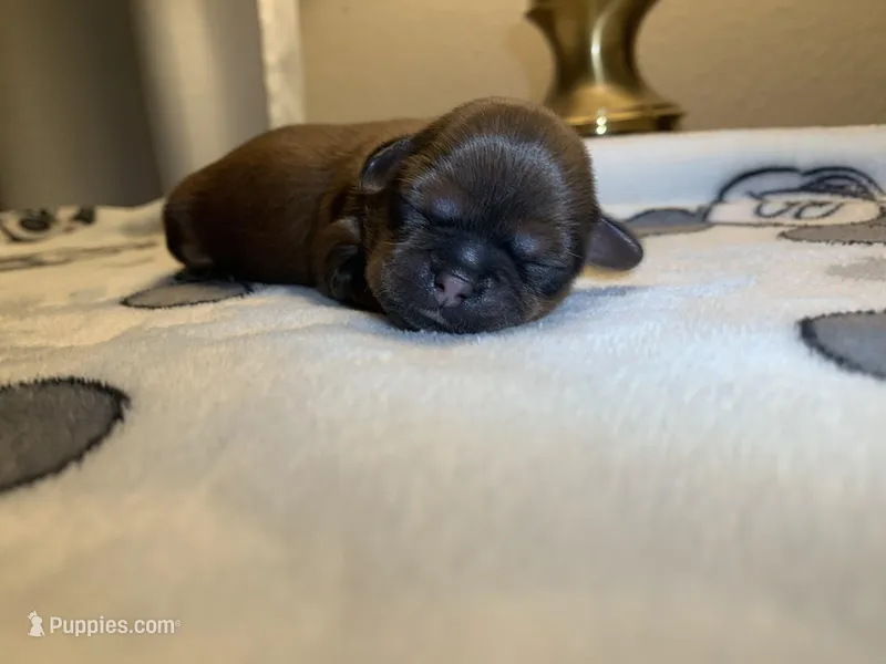 Rocky – Shih Tzu puppy for sale in San Jose, CA