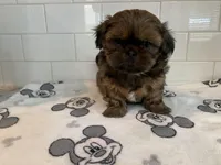 Rocky, a male Shih Tzu for sale in San Jose, CA – 6 of 9