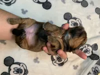 Rocky, a male Shih Tzu for sale in San Jose, CA – Photo 2 of 9