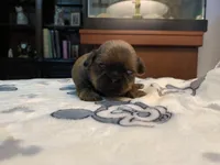 Rocky, a male Shih Tzu for sale in San Jose, CA – Photo 5 of 9