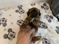 Rocky, a male Shih Tzu for sale in San Jose, CA – 2 of 9