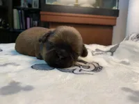 Rocky, a male Shih Tzu for sale in San Jose, CA – Photo 4 of 9