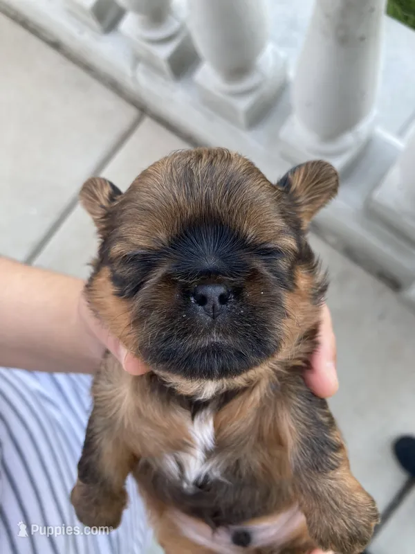Rocky – Shih Tzu puppy for sale in San Jose, CA