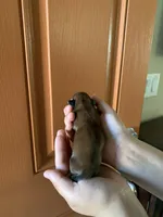 Rocky, a male Shih Tzu for sale in San Jose, CA – Photo 2 of 9