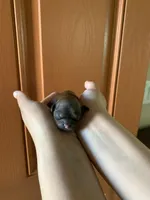 Rocky, a male Shih Tzu for sale in San Jose, CA – Photo 4 of 9