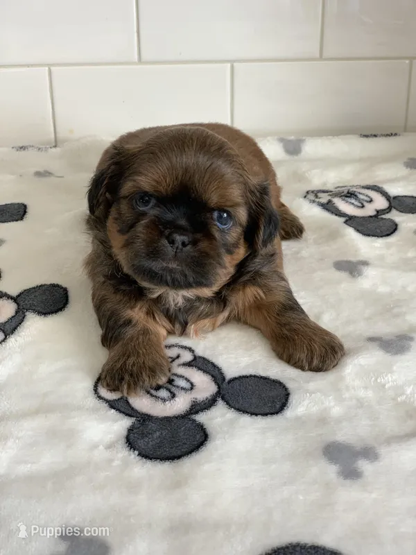Rocky – Shih Tzu puppy for sale in San Jose, CA
