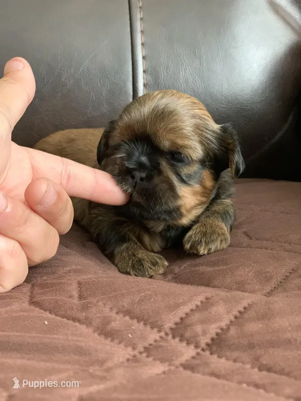 Rocky – Shih Tzu puppy for sale in San Jose, CA