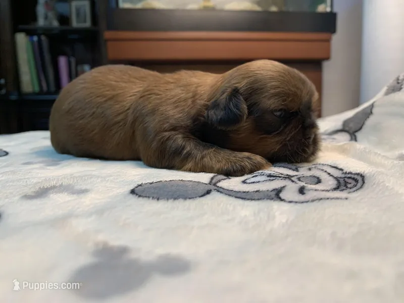 Rocky – Shih Tzu puppy for sale in San Jose, CA