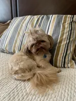 Rocky, a male Shih Tzu for sale in San Jose, CA – Photo 9 of 9