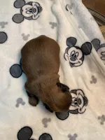 Rocky, a male Shih Tzu for sale in San Jose, CA – Photo 3 of 9