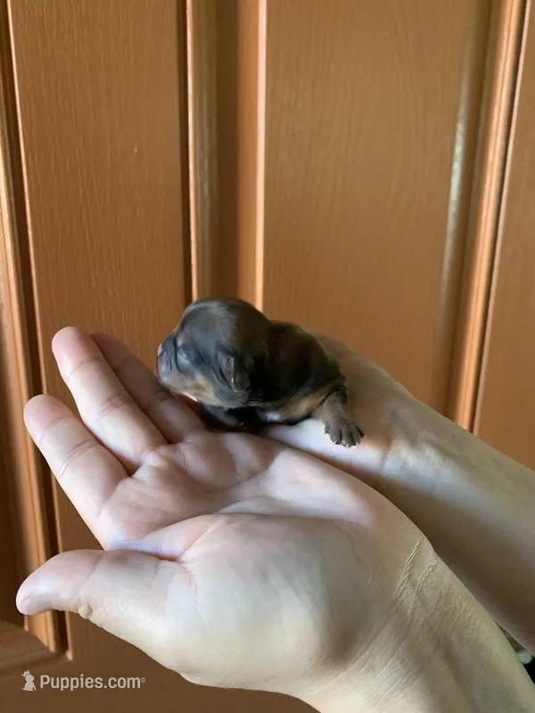 Rocky – Shih Tzu puppy for sale in San Jose, CA