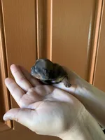 Rocky, a male Shih Tzu for sale in San Jose, CA – Photo 1 of 9