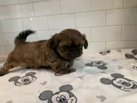 Rocky, a male Shih Tzu for sale in San Jose, CA – 4 of 9