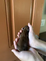 Rocky, a male Shih Tzu for sale in San Jose, CA – Photo 5 of 9