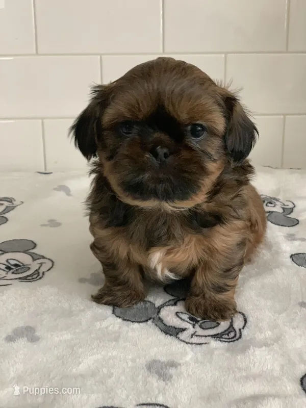 Rocky – Shih Tzu puppy for sale in San Jose, CA