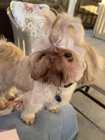 Rocky, a male Shih Tzu for sale in San Jose, CA – Photo 7 of 9