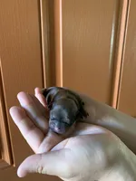 Rocky, a male Shih Tzu for sale in San Jose, CA – Photo 3 of 9