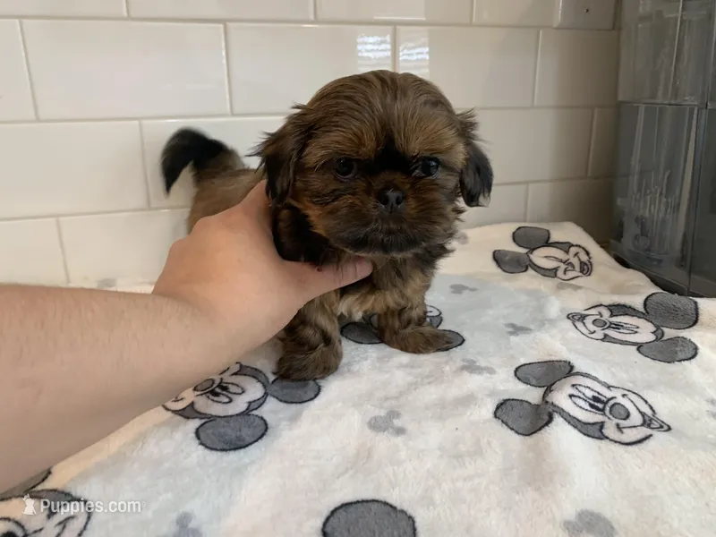 Rocky – Shih Tzu puppy on hold in San Jose, CA