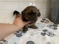 Rocky, a male Shih Tzu for sale in San Jose, CA – 1 of 9