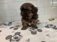 Rocky, a male Shih Tzu for sale in San Jose, CA – 5 of 9