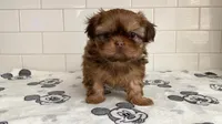 Hazel, a female Shih Tzu for sale in San Jose, CA – 5 of 9
